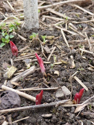 2017-03-17 Paeonia tenuifolia x mascula.jpg