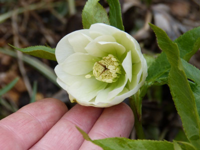 2017-03-17 Helleborus x hybridus 1.jpg