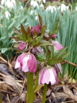 2017-03-17 Helleborus x hybridus 2.jpg