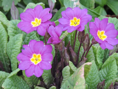 DSCN6585.JPG
