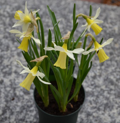 Narcissus-Elka.17-1.jpg