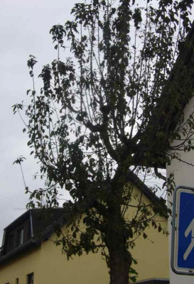 Zierapfel.jpg