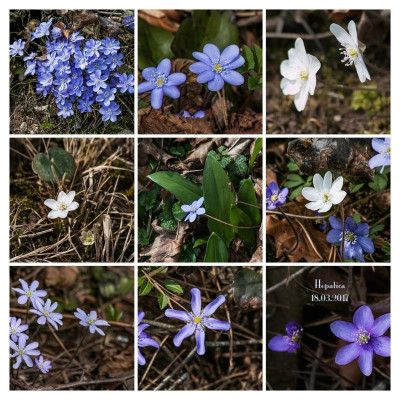 IMG_2700-3-COLLAGE.jpg