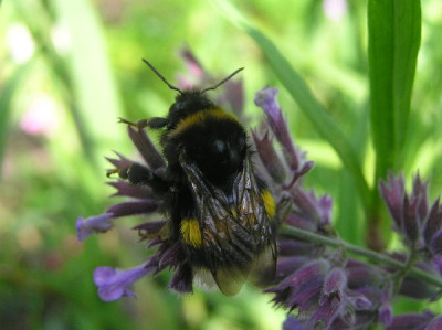 Hummel-Konigin-2a.jpg