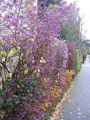 Callicarpa_japonica_fars.jpg