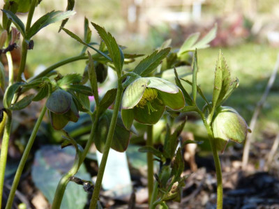 2017-03-18 Helleborus dumetorum.jpg