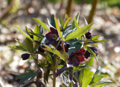2017-03-18 Helleborus torquatus.jpg