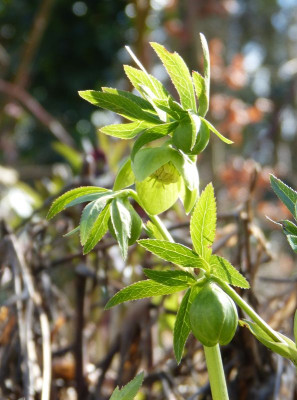 2017-03-18 Helleborus croaticus.jpg