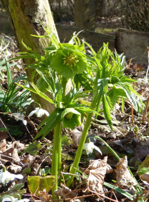2017-03-18 Helleborus abruzzicus.jpg