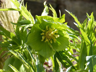 2017-03-18 Helleborus abruzzicus 2.jpg
