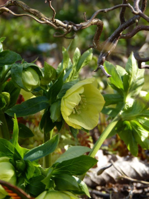 2017-03-18 Helleborus x hybridus 'SP Sally'.jpg