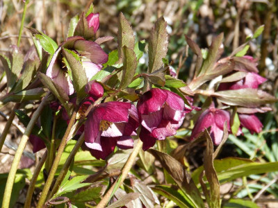 2017-03-18 Helleborus x hybridus 'Roter Januar'.jpg