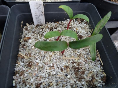Acer macrophyllum Germination März 2017.jpg