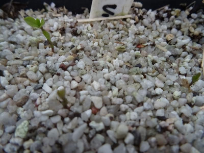 Clematis viorna Germination März 2017.jpg