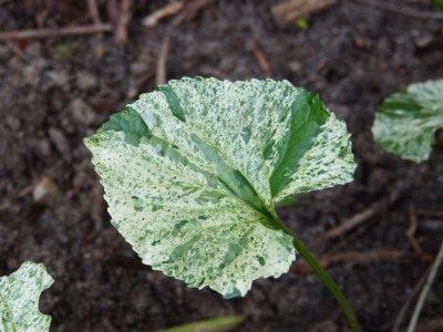 2016-09-10 Viola sororia 'Variegata'.jpg