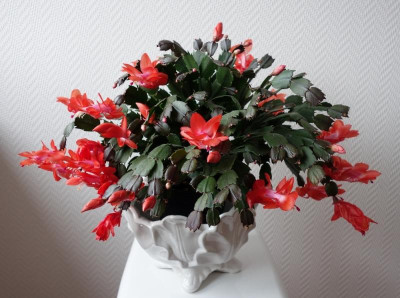 Weihnachtskaktus 2. Blüte - 19.3.2017.jpg