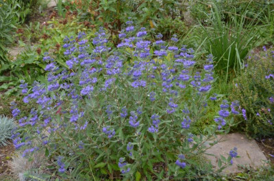 Caryopteris-dunkelblau.15-1.jpg