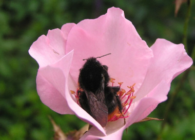 Dainty-Hummel-1b.jpg