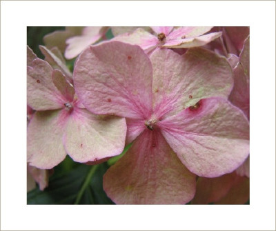 HORT_MO_0910_RI.jpg