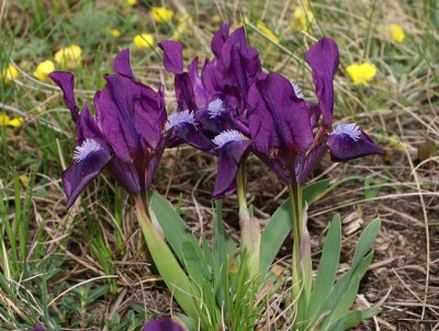 Iris_pumila_2.JPG