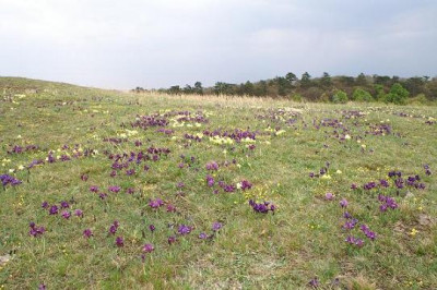 Iris_pumila_3.JPG