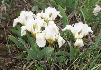 Iris_pumila_4.JPG
