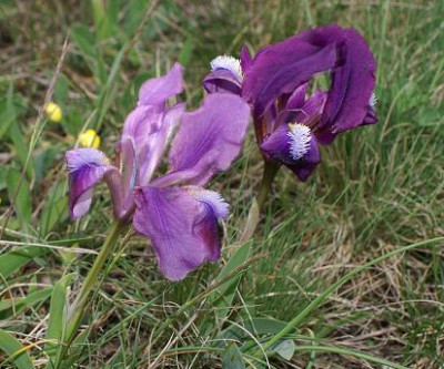 Iris_pumila_5.JPG