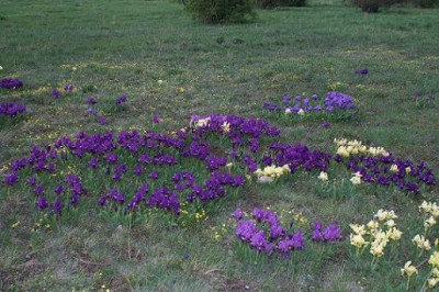 Iris_pumila_6.JPG