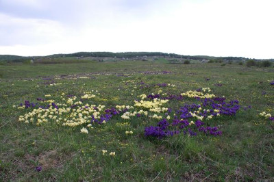 Iris_pumila_7.JPG