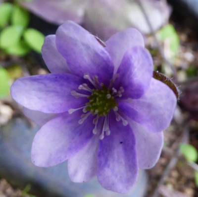 'Ann' ...    19.3.17 003.jpg