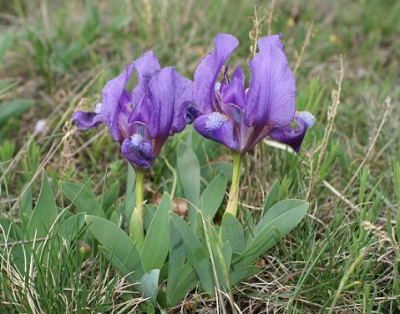 Iris_pumila_8.JPG
