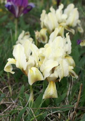 Iris_pumila_9.JPG