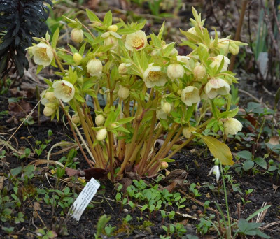 Helleborus-SuperYellow.17-3.jpg