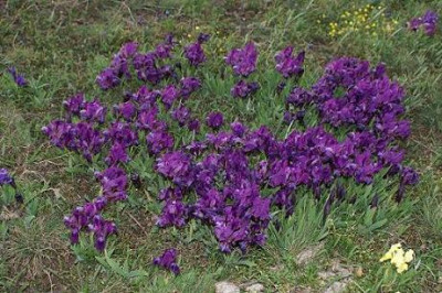 Iris_pumila_10.JPG