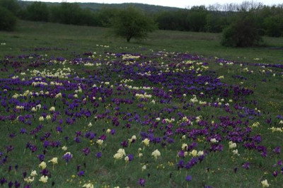 Iris_pumila_13.JPG