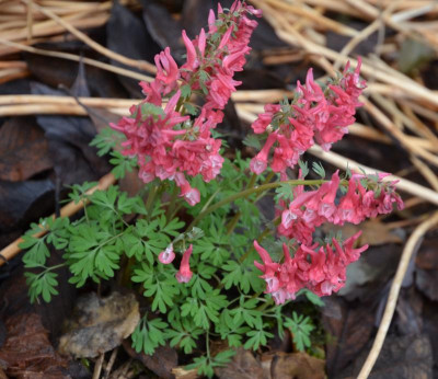 Corydalis-Sämling.17-1.jpg
