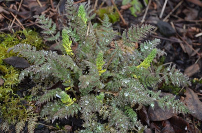Corydalis_cheilanthifolia.17-1.jpg
