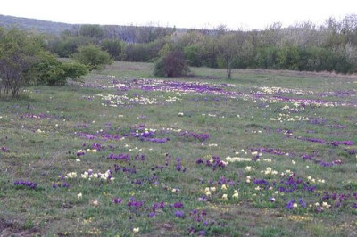 Iris_pumila_11.JPG