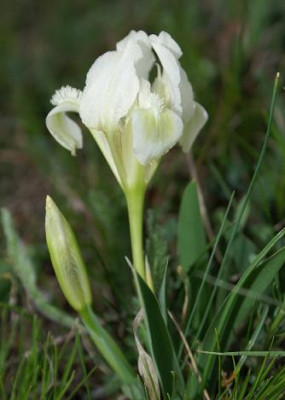 Iris_pumila_14.JPG
