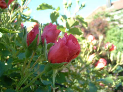 r2-rosarium-uetersen.jpg