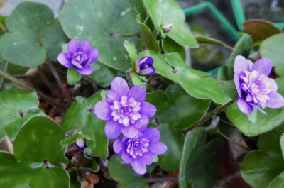 Tamahime ...   19.3.17 005.jpg