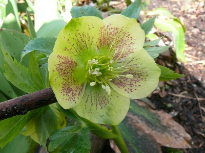 helleborus_saemling_2017-03-18_925.jpg