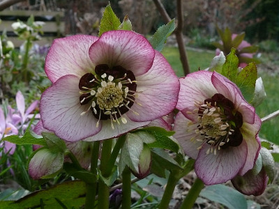 helleborus_saemling_2017-03-18_993.jpg