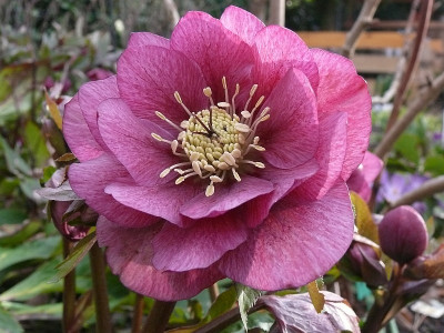 helleborus_2017-03-18_992.jpg