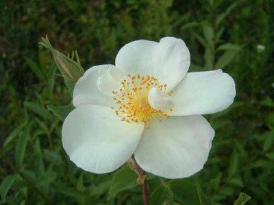 r4-dupontii.jpg