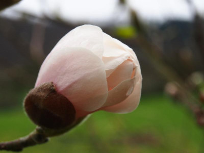 Magnolia x loebneri 'Merrill' P3190133.JPG