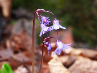 Soldanella montana P3190091.JPG