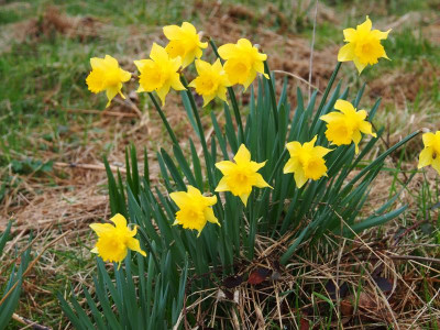 Narcissus pseudonarcissus Lokalform P3190107.JPG
