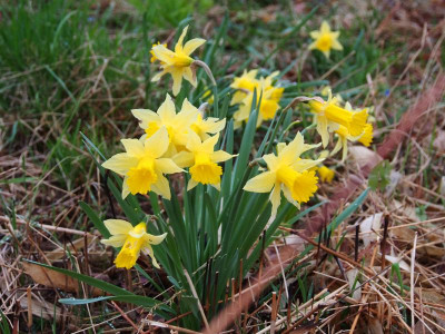 Narcissus psedonarcissus Form Eifel P3190109.JPG