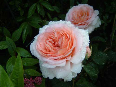 r6-abraham-darby.jpg
